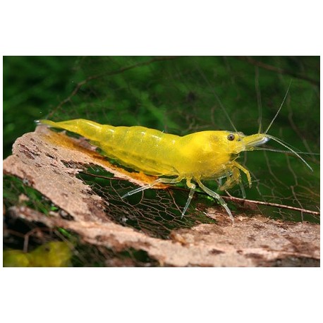 Lista de Gambas y peces pequeños