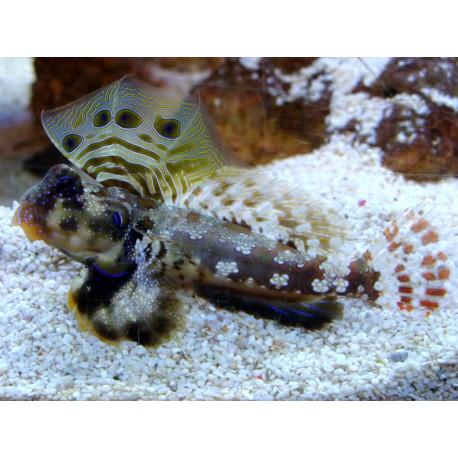 Synchiropus Ocellatus