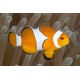 Amphiprion Ocellaris