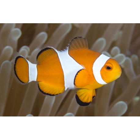 Amphiprion Ocellaris