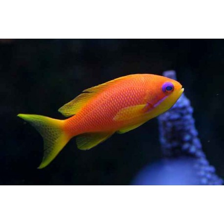 Pseudoanthias Squamipinnis Hembra