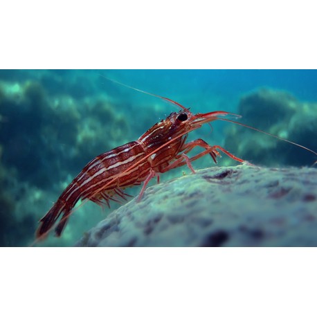 Lysmata Seticaudata