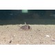 listado de corydoras