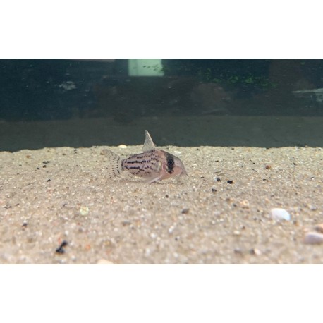 listado de corydoras