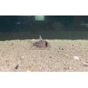 listado de corydoras