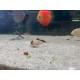 listado de corydoras
