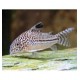 listado de corydoras