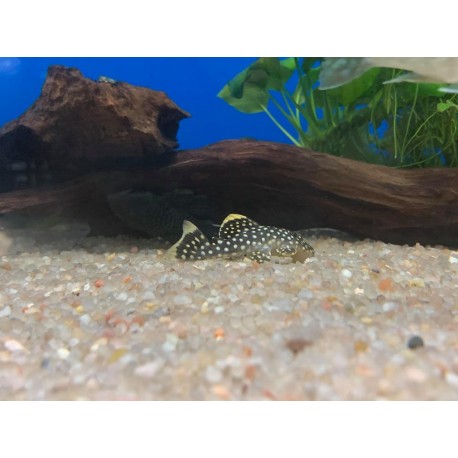 Listado de Loricaridos