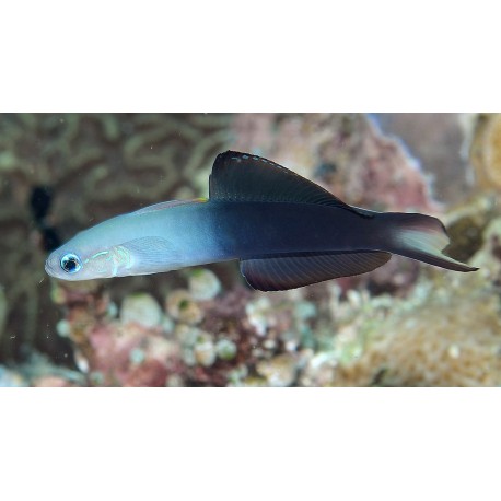 Ptereleotris evides "m"