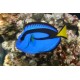 Paracanthurus Hepatus "S"