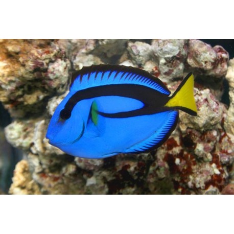 Paracanthurus Hepatus "S"