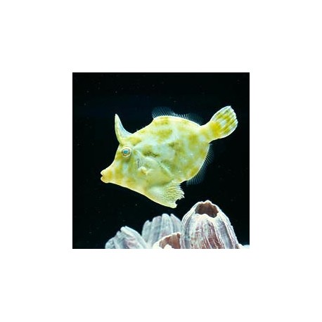 Acreichthys tomentosus “s/m”