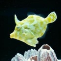 Acreichthys Tomentosus
