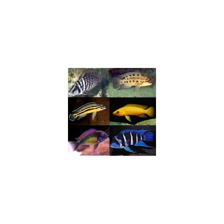 Lista Ciclidos Tanganica