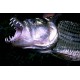 Listado de Monsterfish