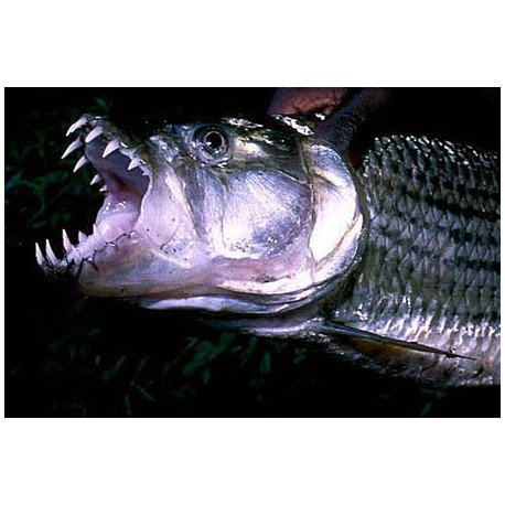 Listado de Monsterfish
