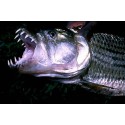 Listado de Monsterfish