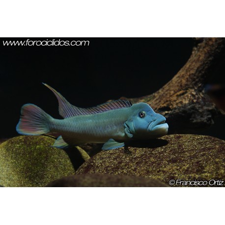 Lista Ciclidos Africanos Fluviales, Madagascar y Asia