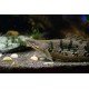 Listado de peces Raros, Prehistoricos y Miscelaneo