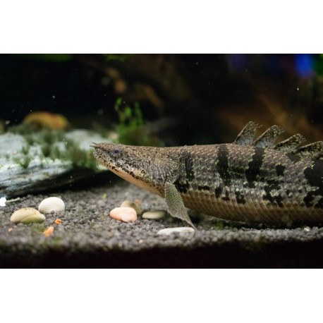 Listado de peces Raros, Prehistoricos y Miscelaneo