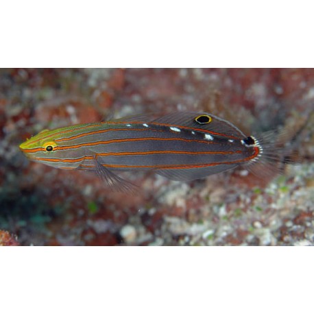 Amblygobius Rainfordi
