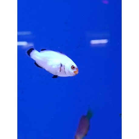 Amphiprion percula Platinum /Wyoming white