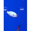 Amphiprion percula Platinum /Wyoming white