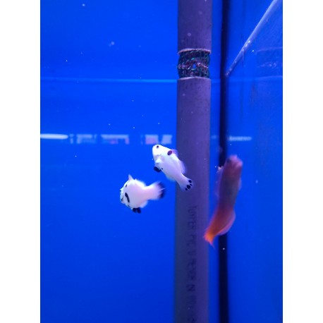 PAREJA Amphiprion Ocellaris Mocha Storm