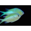 Chromis Viridis
