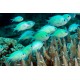 Chromis Viridis