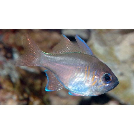 Zoramia Leptacanthus