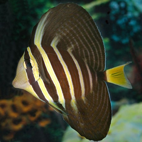 Zebrasoma Veliferum