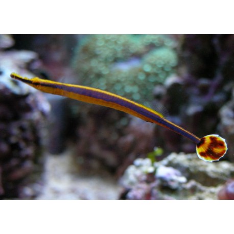 Doryrhamphus Excisus