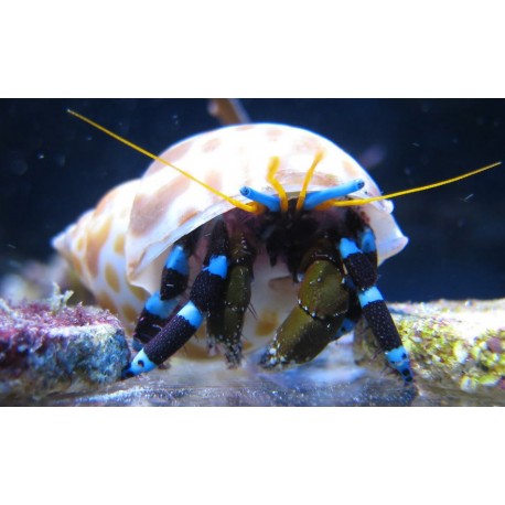 Calcinus Elegans