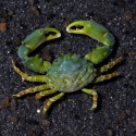 Mithraculus sculptus