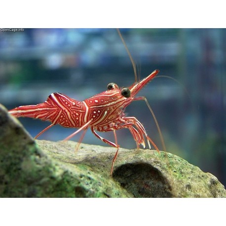 Rhynchocinetes Durbanensis