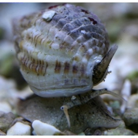 Nassarius Vibex