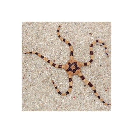 Ophiolepis Superba Zebra