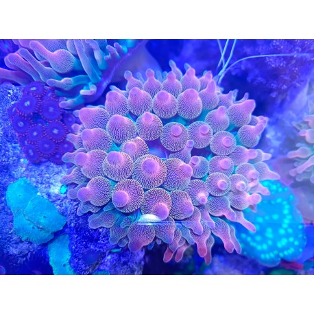 Entacmaea quadricolor Bicolor