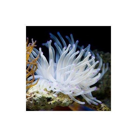 Condylactis gigantea