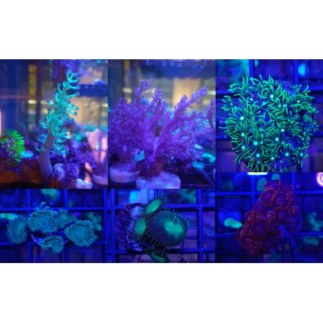 Esquejes Corales Blandos pequeños