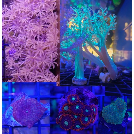 Esquejes Corales Blandos Surtidos