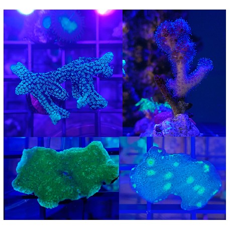 Esquejes Corales Duros Surtidos