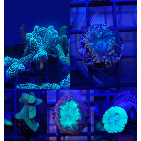 Esquejes Corales Duros Surtidos