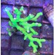 Anacropora green goblin