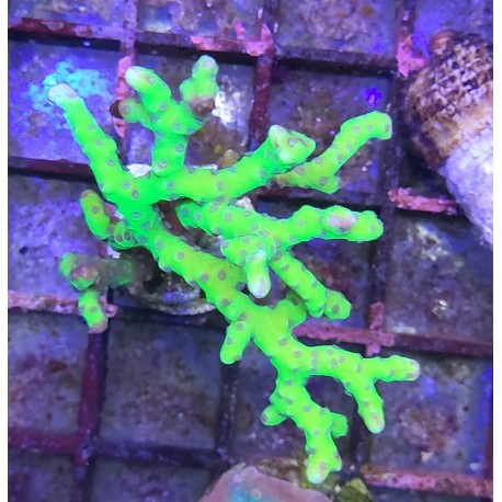 Anacropora green goblin