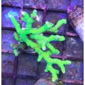 Anacropora green goblin