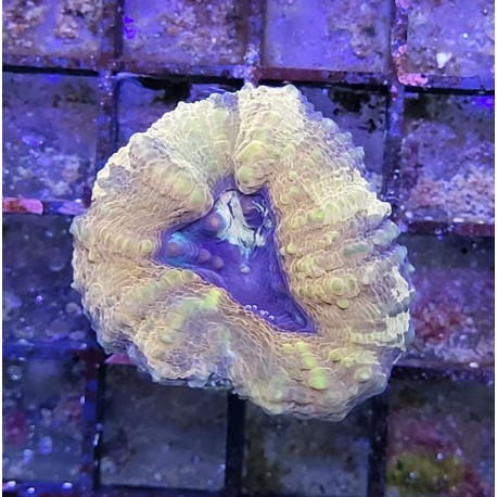 Lobophyllia