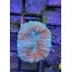 Lobophyllia