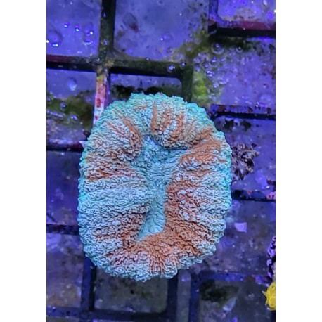 Lobophyllia